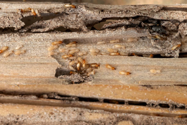 Best Best Pest Control Companies  in Columbiana, AL