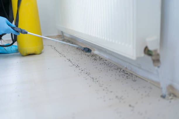 Best Wasp Removal Services  in Columbiana, AL